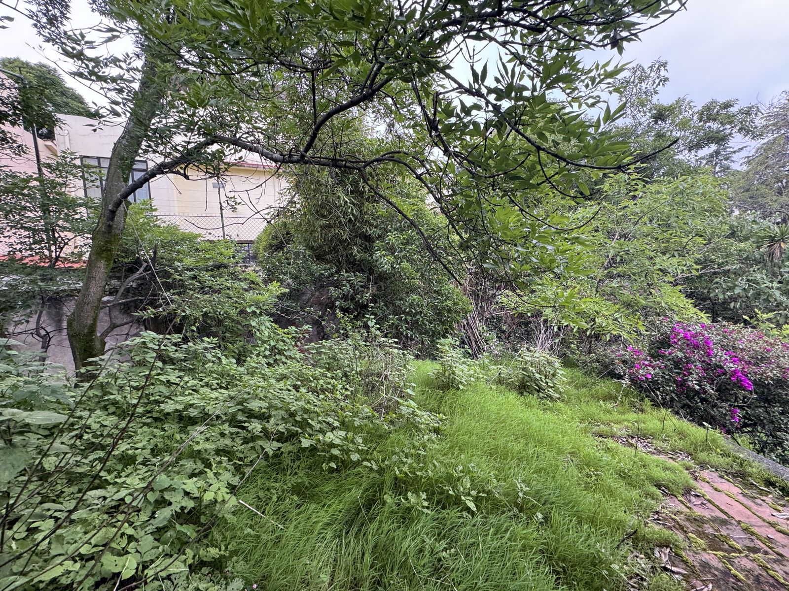 Jardín, vista de bugambilias