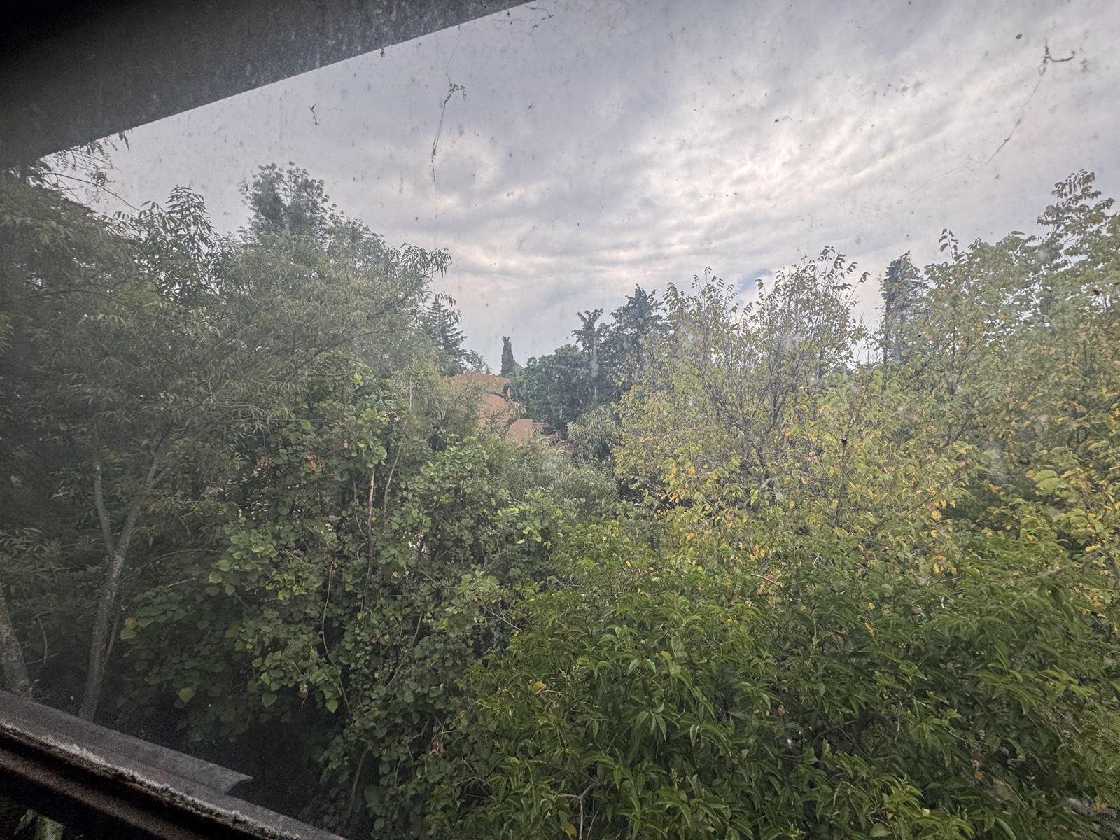 Vista desde ventana hacia el arbolado