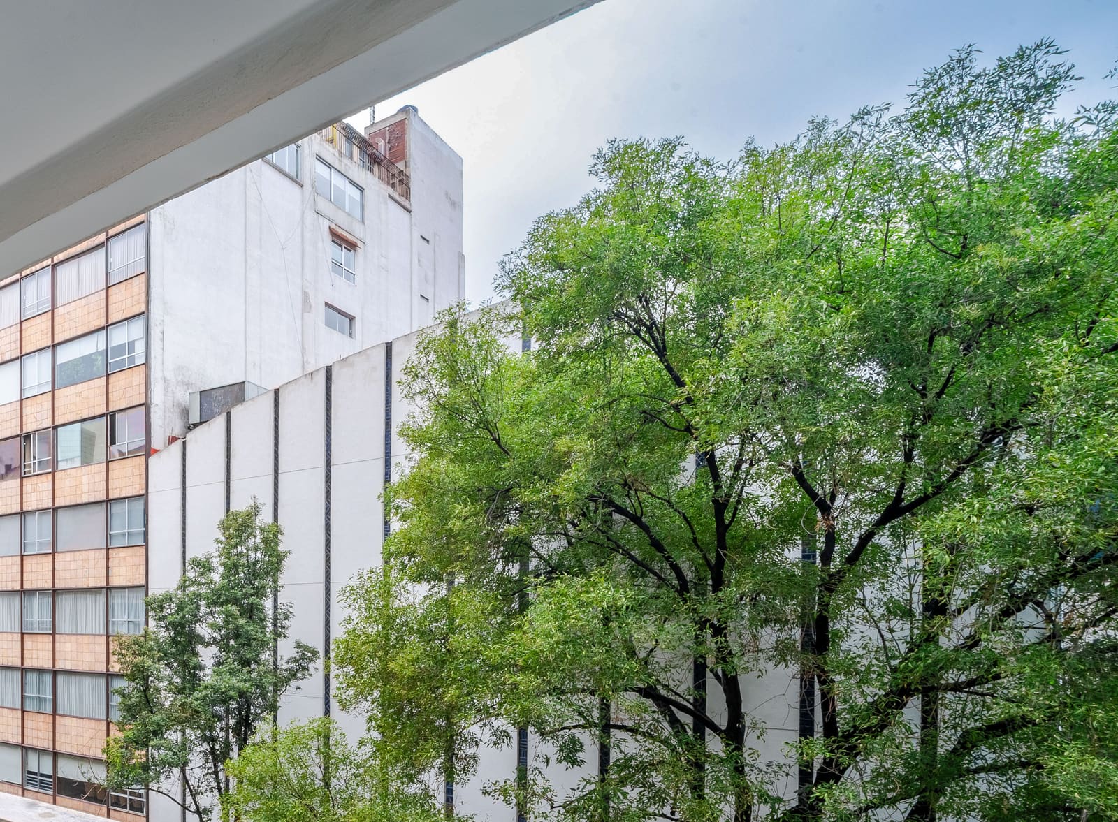 Vista desde el balcón hacia los árboles de la calle Sócrates